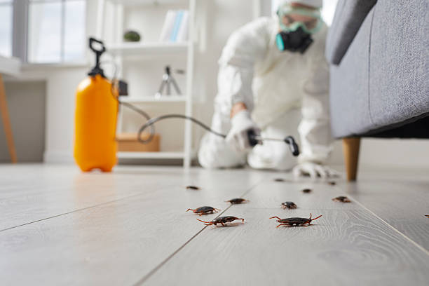 Post-Treatment Bed Bug Interceptor Monitoring in South Hooksett